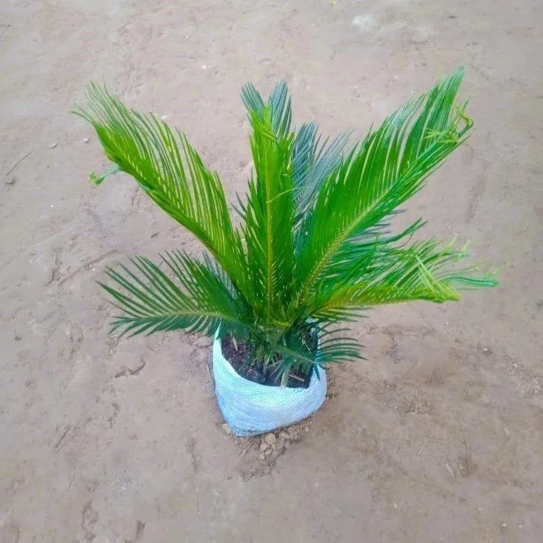 Cycas Palm in 4 Inch Nursery Bag