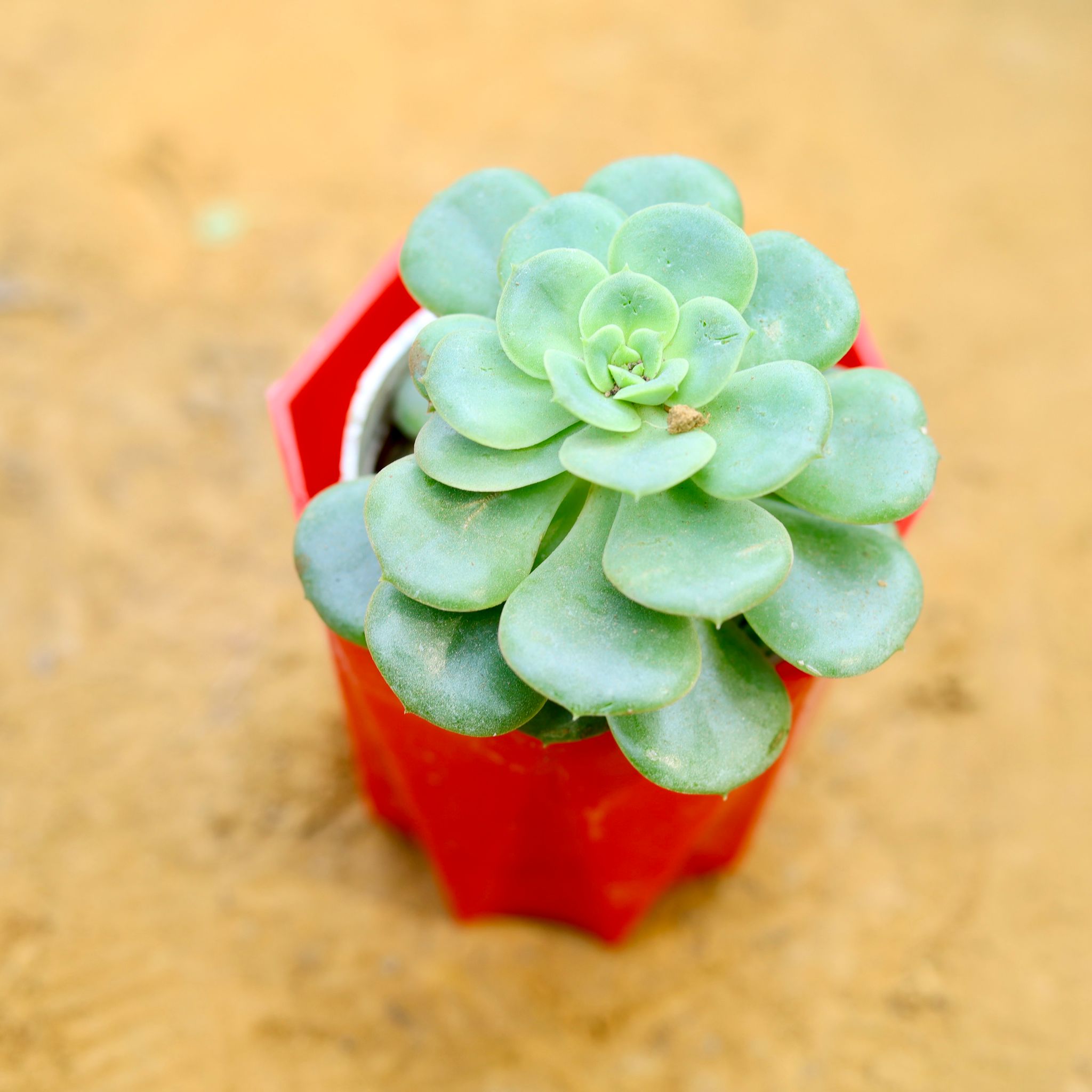 Aeonium Lilypad Succulent in 4 Inch Red Premium Diamanti Plastic Pot