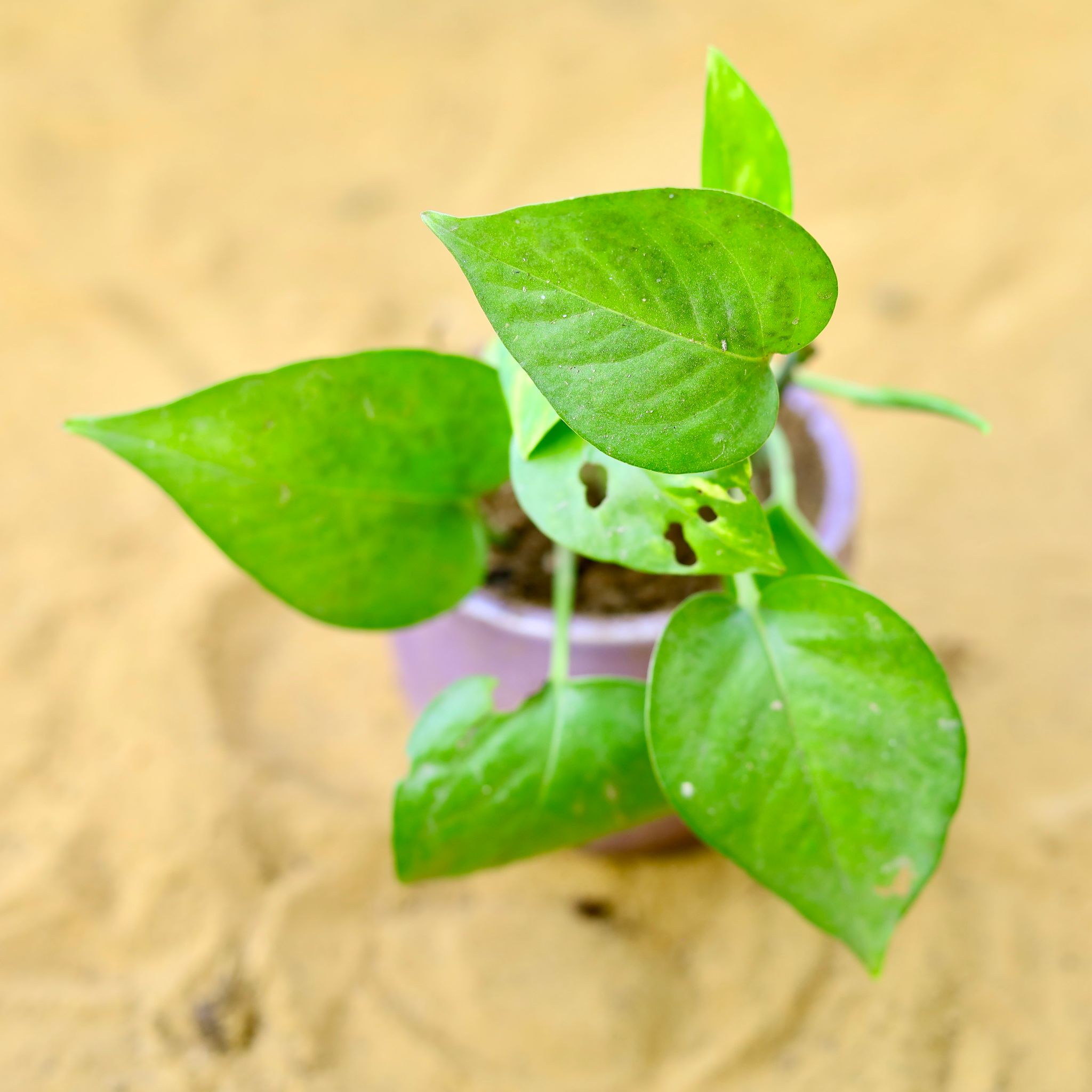 Money Plant Green in 3 Inch Purple Classy Cup Ceramic Pot