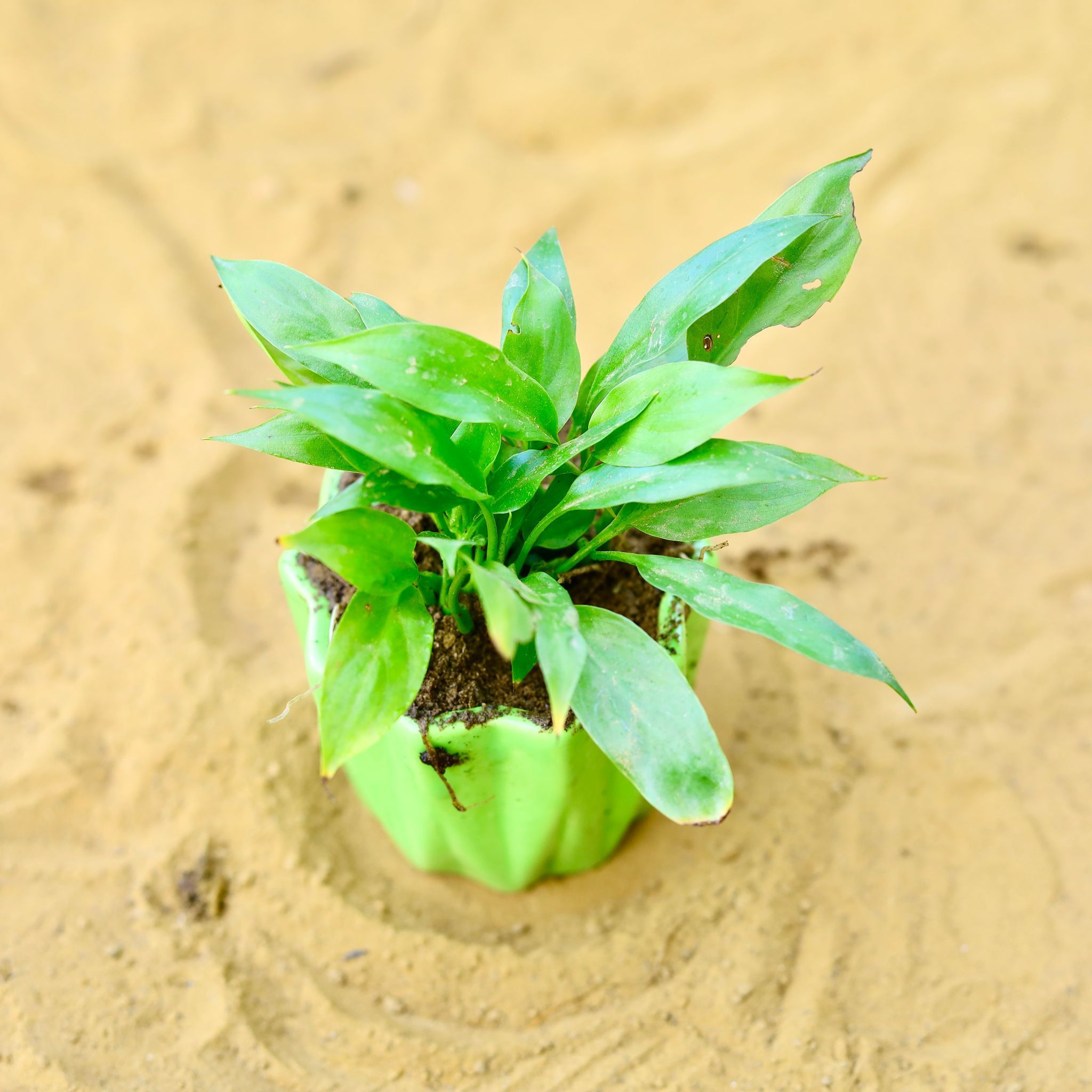 Peace Lily in 4 Inch Vibrant Green Ripple Designer Ceramic Pot