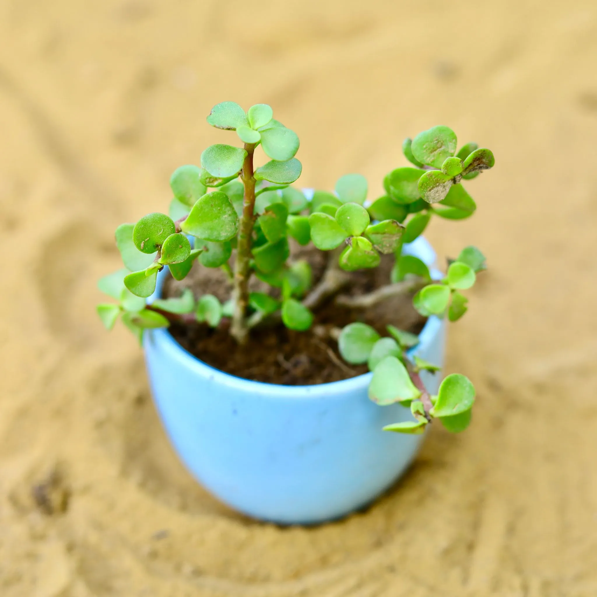 Jade in 3 Inch Blue Classy Cup Ceramic Pot
