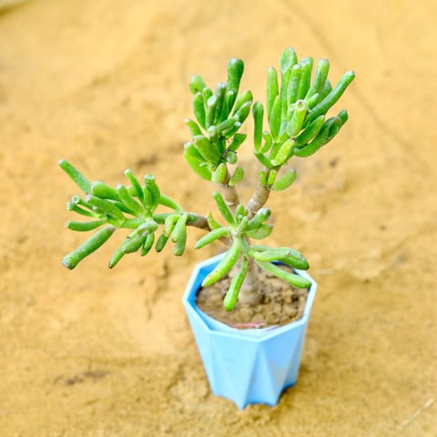 Crassula Jade Gollum / Finger Succulent in 4 Inch Live Plant Blue Premium Diamanti Plastic Pot