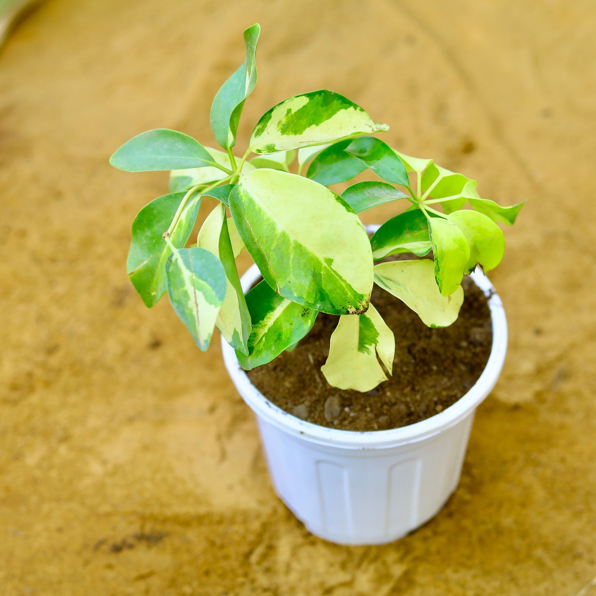 Schefflera Variegated in 6 Inch White Super Nursery Pot