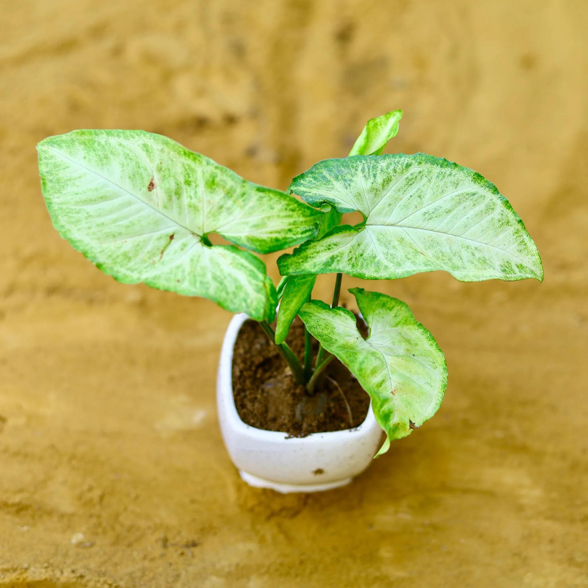 Syngonium Green in 3 Inch Sky White Stylish Square Shaped Ceramic Pot