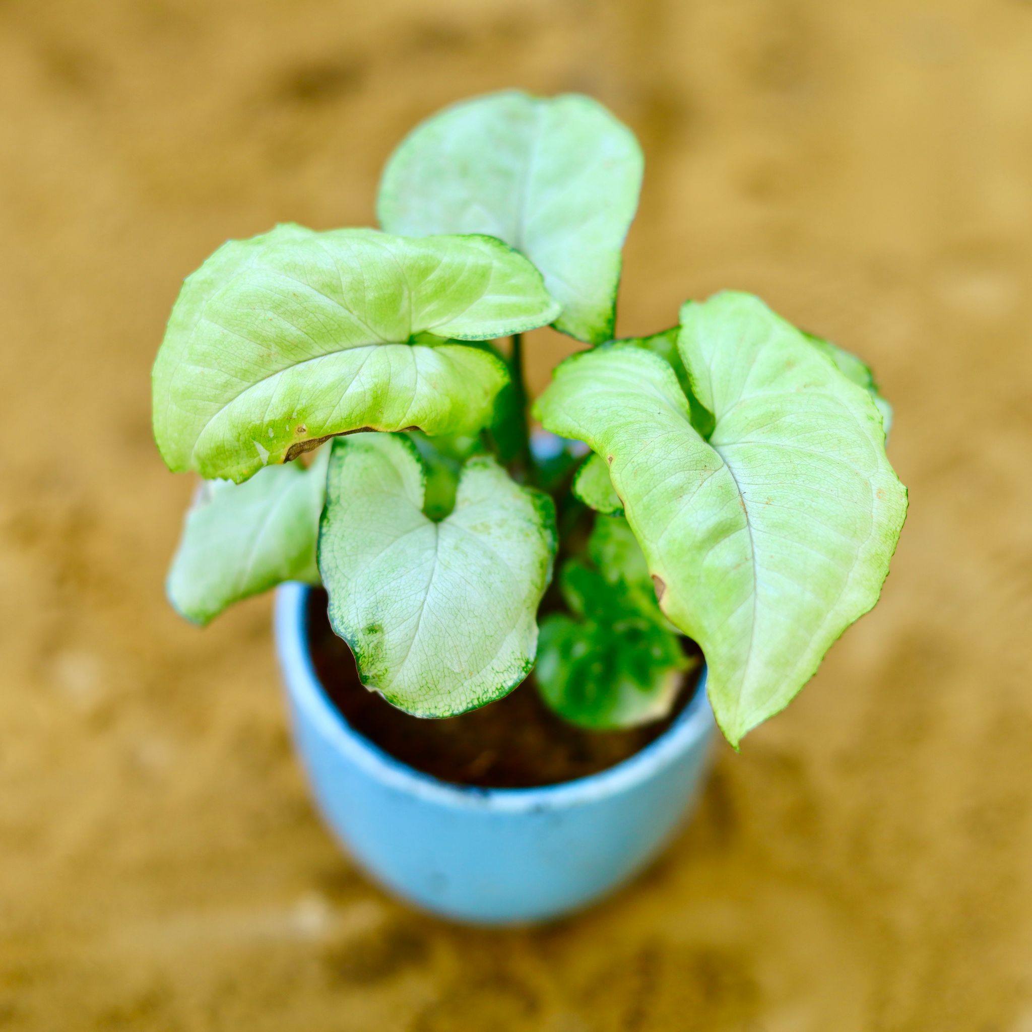 Syngonium White in 3 Inch Blue Classy Cup Ceramic Pot