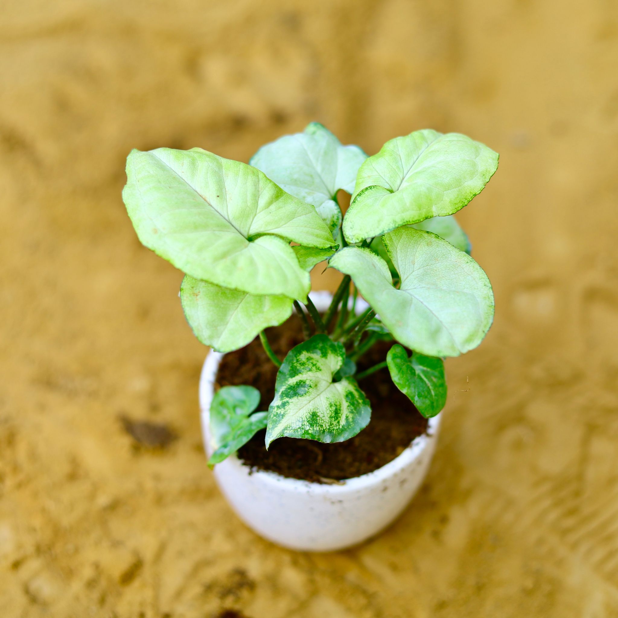 Syngonium White in 3 Inch White Classy Cup Ceramic Pot