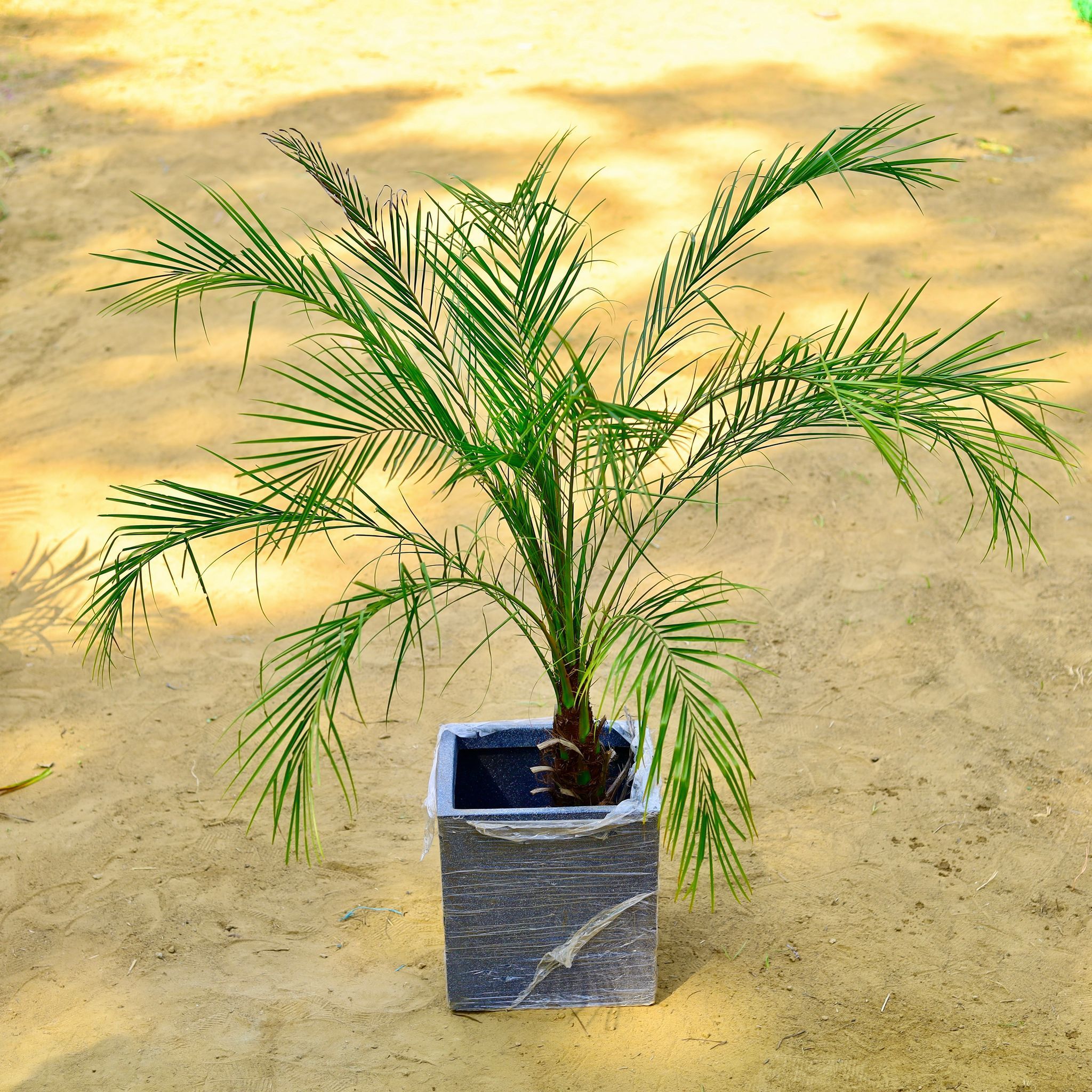 Phoenix Palm (~ 3 Ft) in 8 X 8 Inch Grey Premium Kyvos Fiberglass Planter