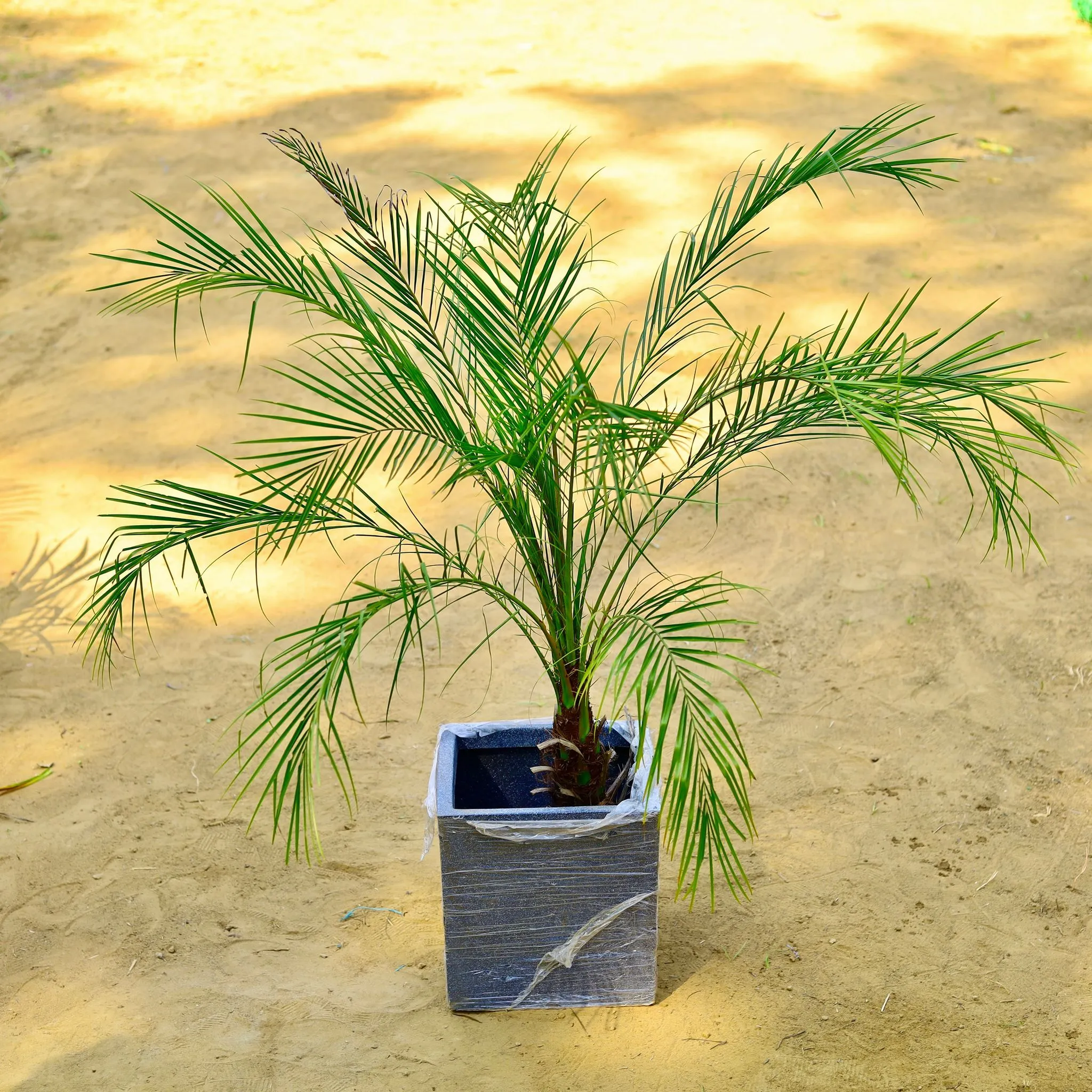 Phoenix Palm (~ 3 Ft) in 8 X 8 Inch Grey Premium Kyvos Fiberglass Planter