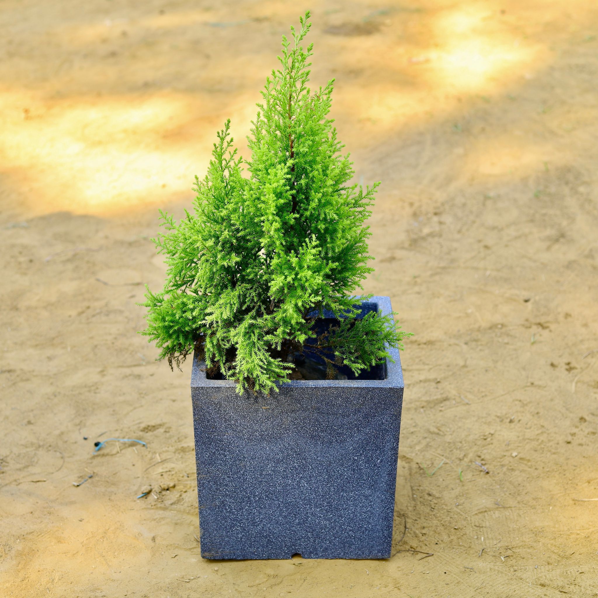 Cypress Golden (~ 2 Ft) in 8 X 8 Inch Grey Premium Kyvos Fiberglass Planter