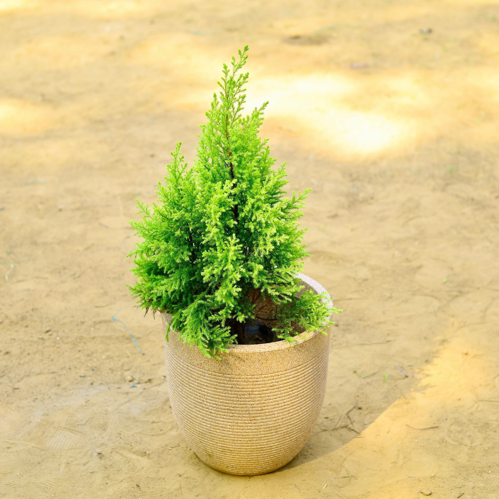 Cypress Golden (~ 2 Ft) in 12 X 12 Inch Sandstone Premium Orbis Fiberglass Planter