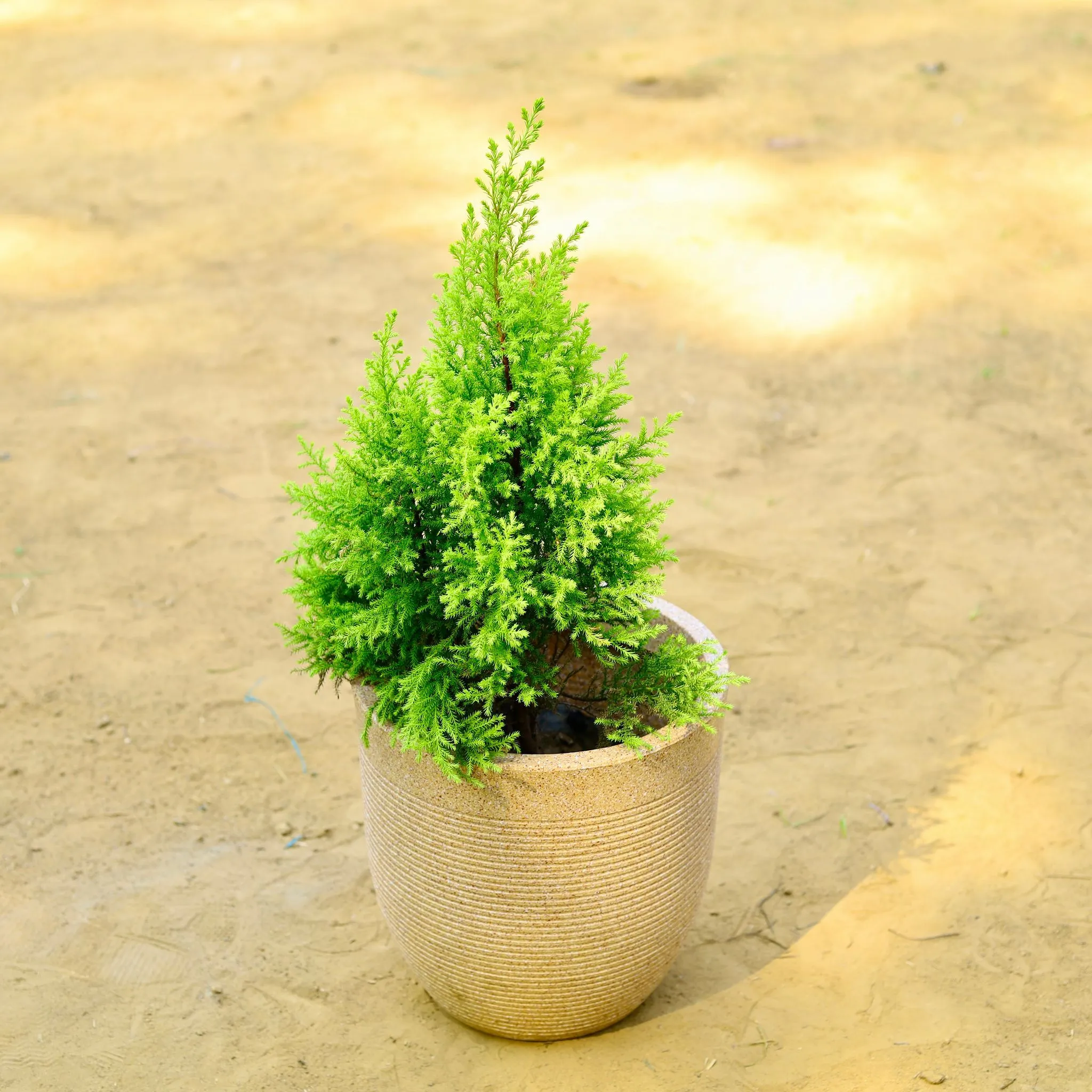Cypress Golden (~ 2 Ft) in 12 X 12 Inch Sandstone Premium Orbis Fiberglass Planter