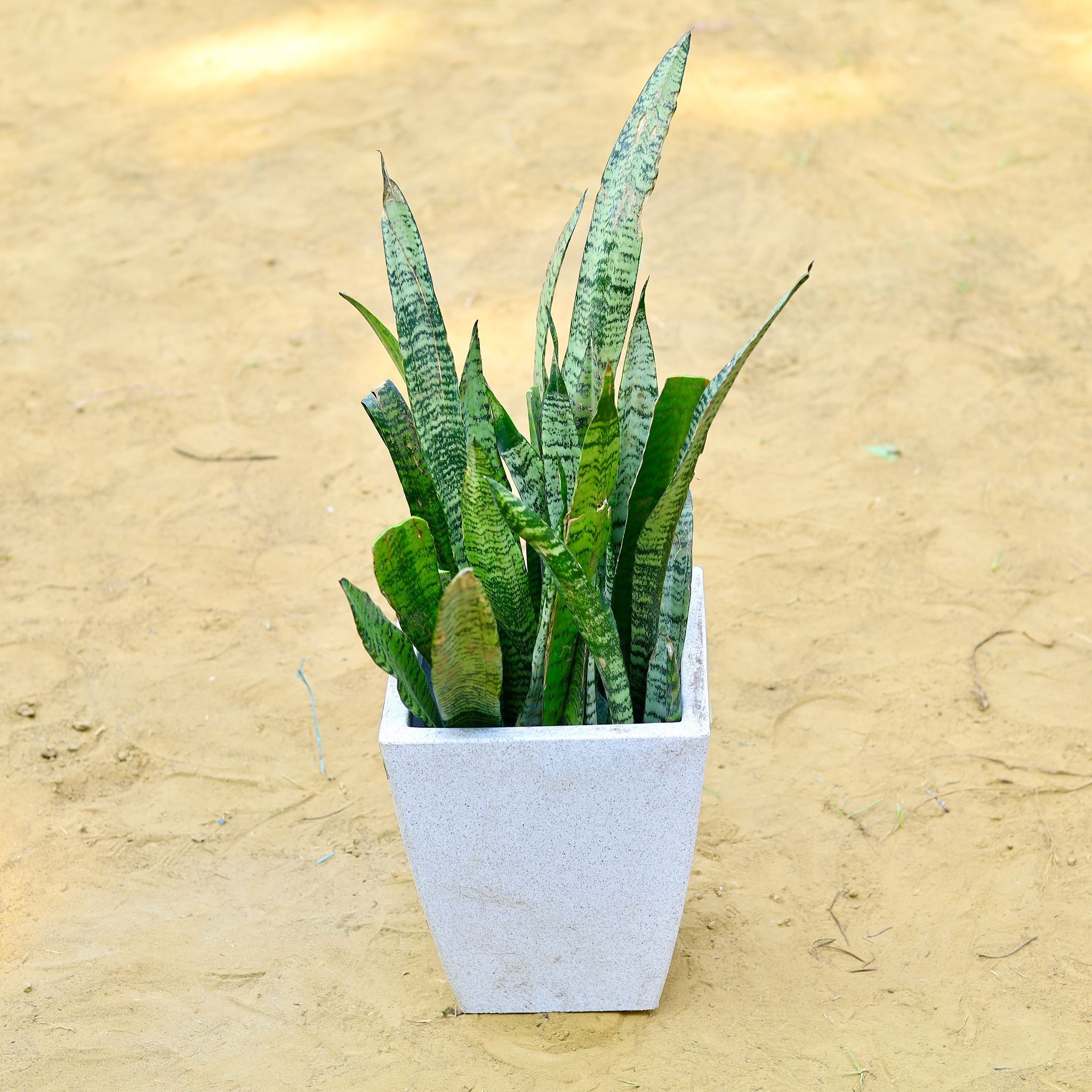 Snake Green (~ 1 Ft) in 18 X 12 Inch White Premium Blaze Fiberglass Planter