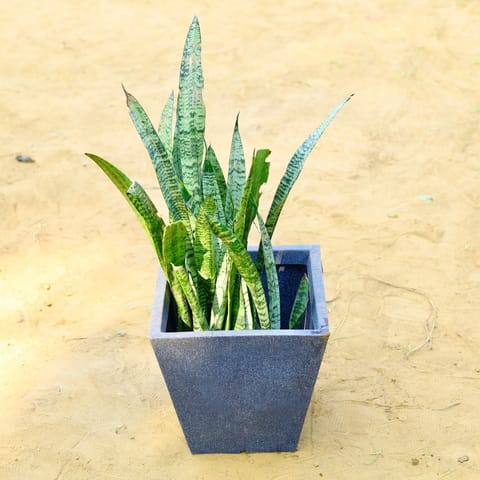 Snake Green (~ 1 Ft) in 18 X 12 Inch Grey Premium Blaze Fiberglass Planter