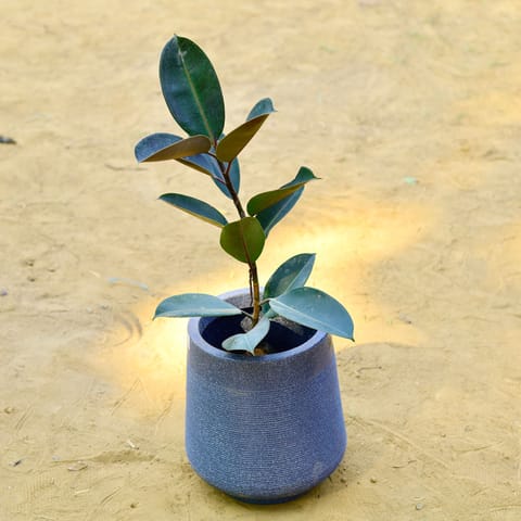 Rubber Black (~ 1.5 Ft) in 15 X 15 Inch Grey Premium Sierra Fiberglass Planter