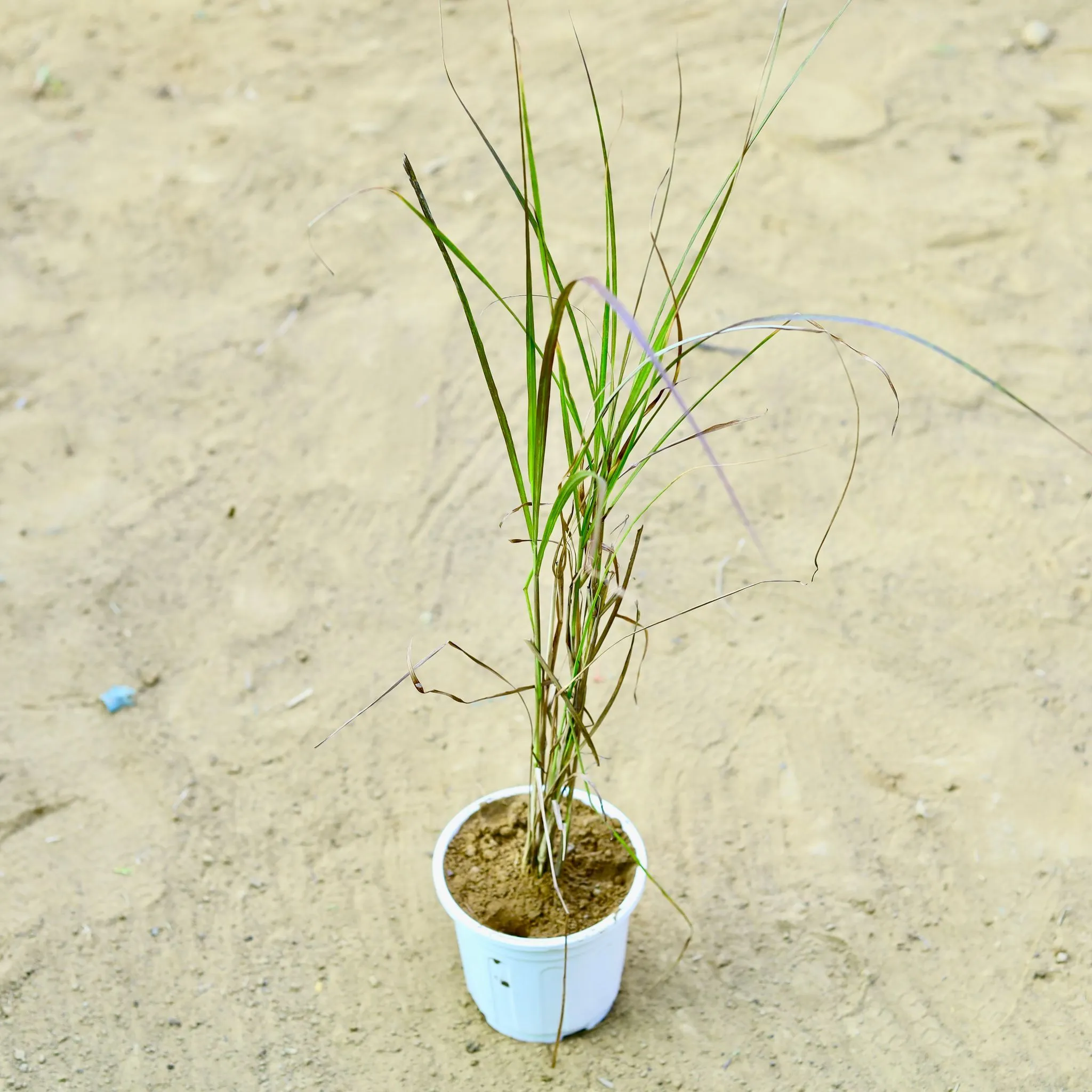Fountain Grass Red (~ 2 Ft) in 6 Inch White Super Nursery Pot