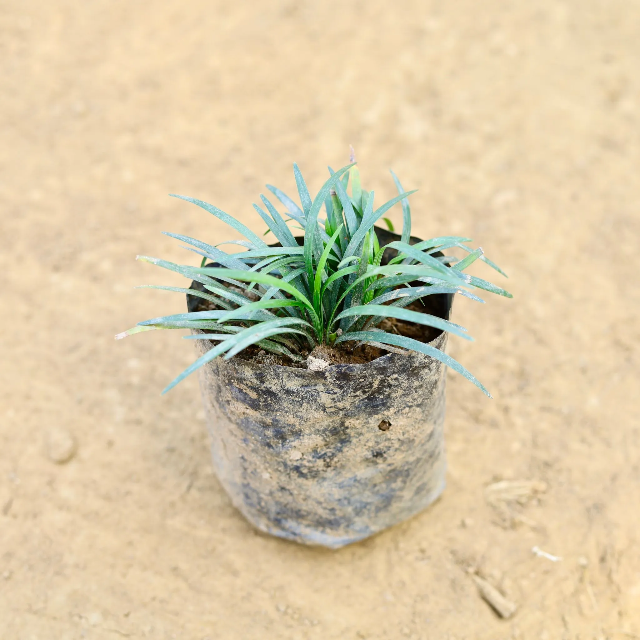 Grass Black in 3 Inch Nursery Bag