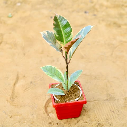 Rubber Variegated in 4 Inch Live Plant Red Premium Orchid Square Plastic Pot