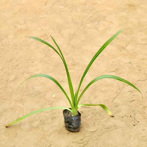 Spider Lily in 3 Inch Live Plant Nursery Bag