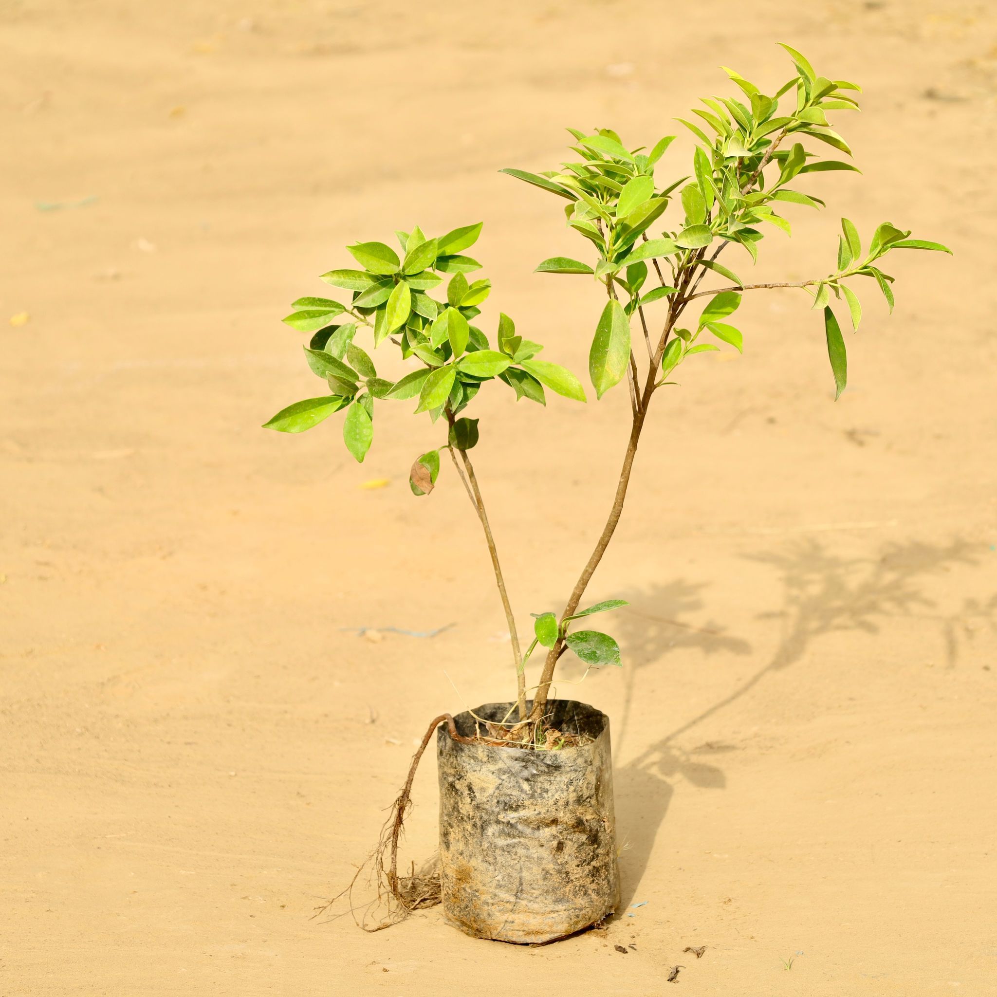 Ficus Panda (~ 2.5 Ft) in 3 Inch Nursery Bag