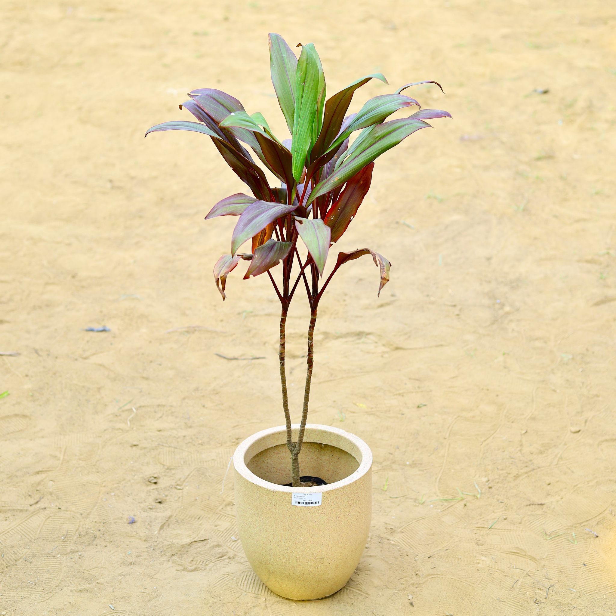 Dracaena Cordyline Red (~ 2 Ft) in 18 X 17 Inch Sandstone Premium Convessa Fiberglass Planter