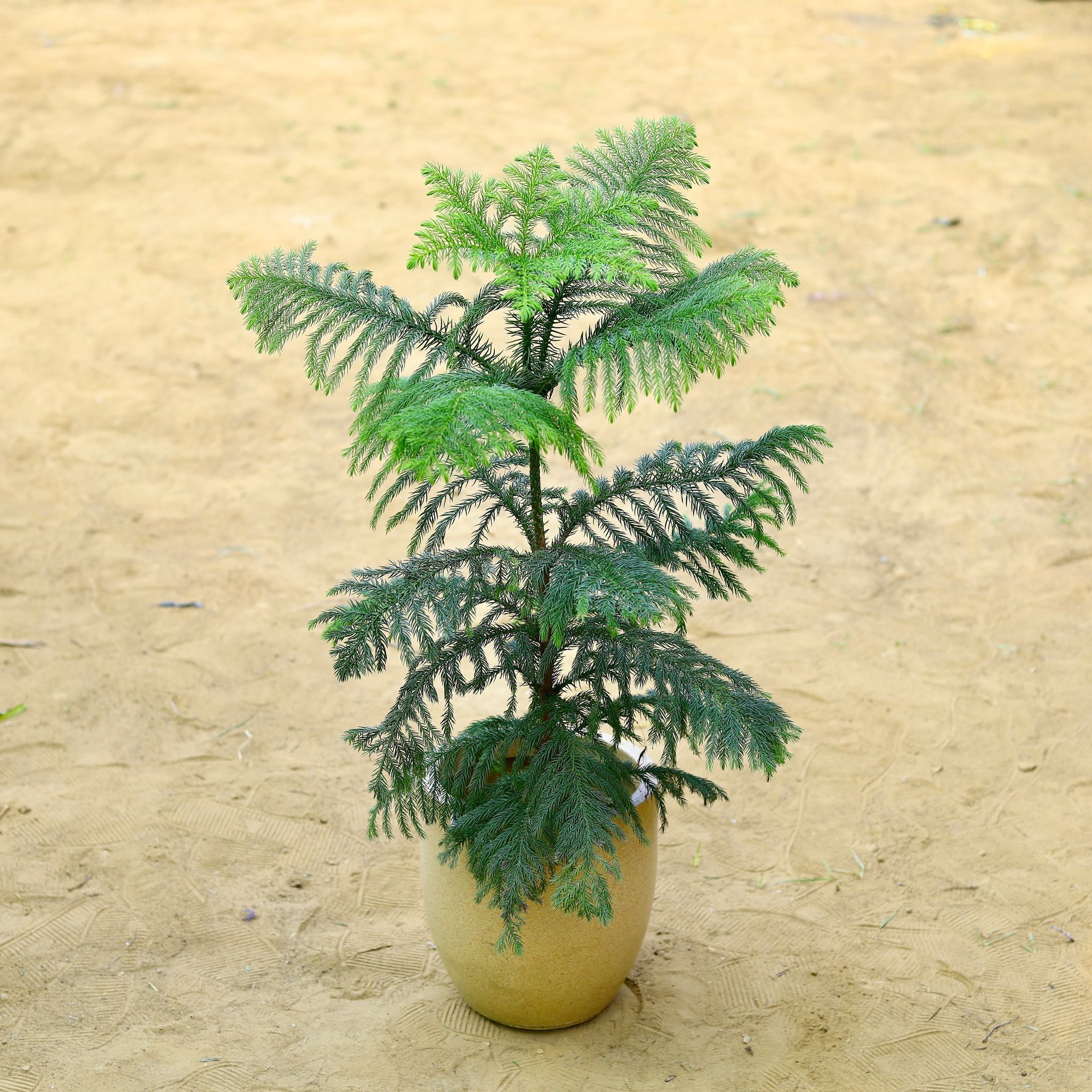 Araucaria / Christmas Tree (~ 2.5 Ft) in 18 X 17 Inch Sandstone Premium Convessa Fiberglass Planter