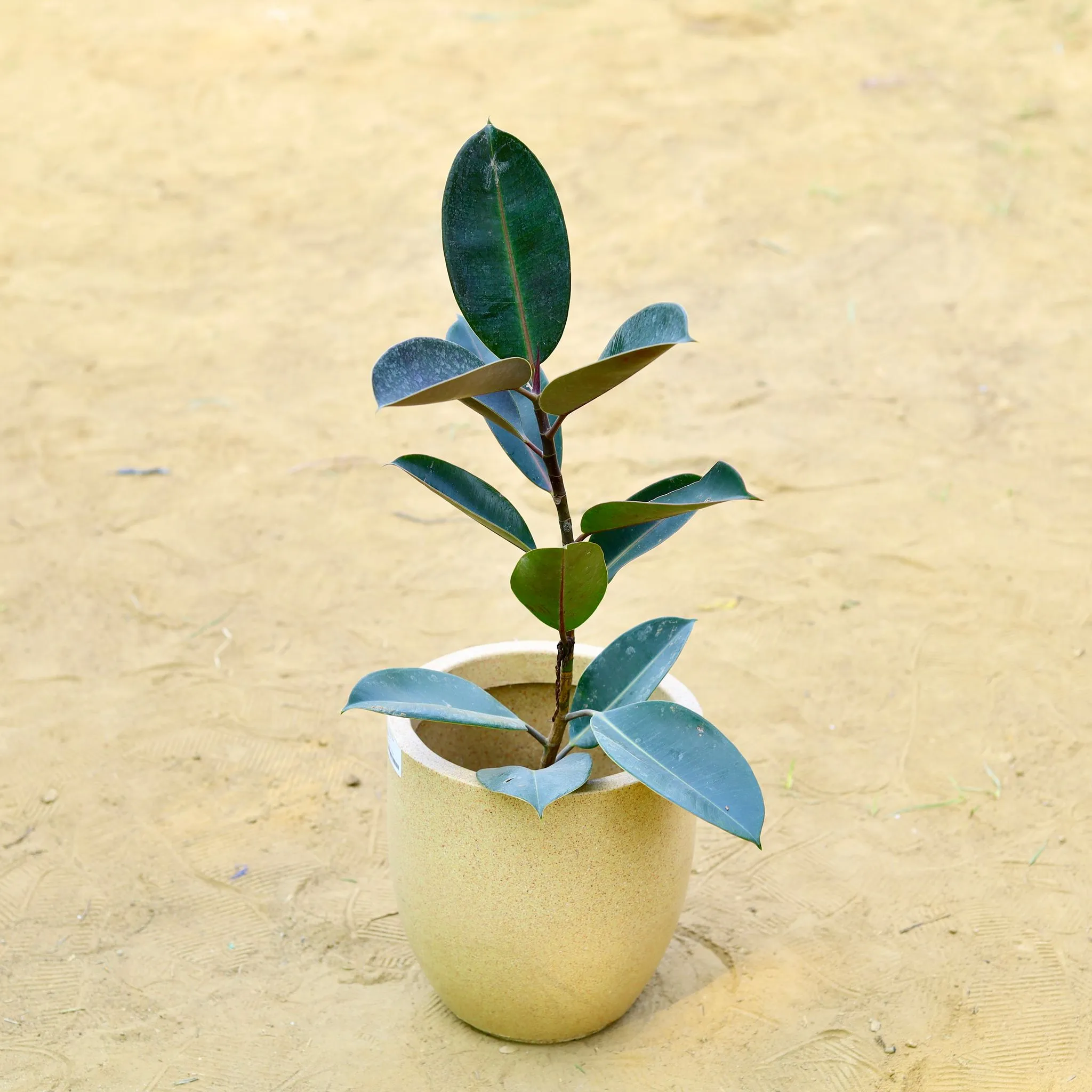 Rubber Black (~ 1.5 Ft) in 18 X 17 Inch Sandstone Premium Convessa Fiberglass Planter