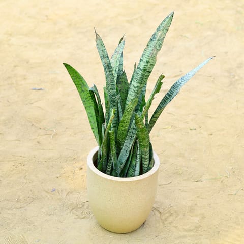 Snake Green (~ 1 Ft) in 18 X 17 Inch Live Plant Sandstone Premium Convessa Fiberglass Planter