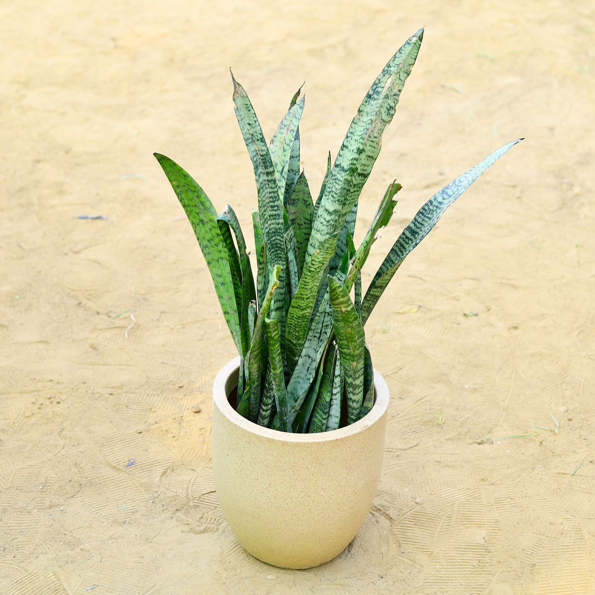 Snake Green (~ 1 Ft) in 18 X 17 Inch Sandstone Premium Convessa Fiberglass Planter