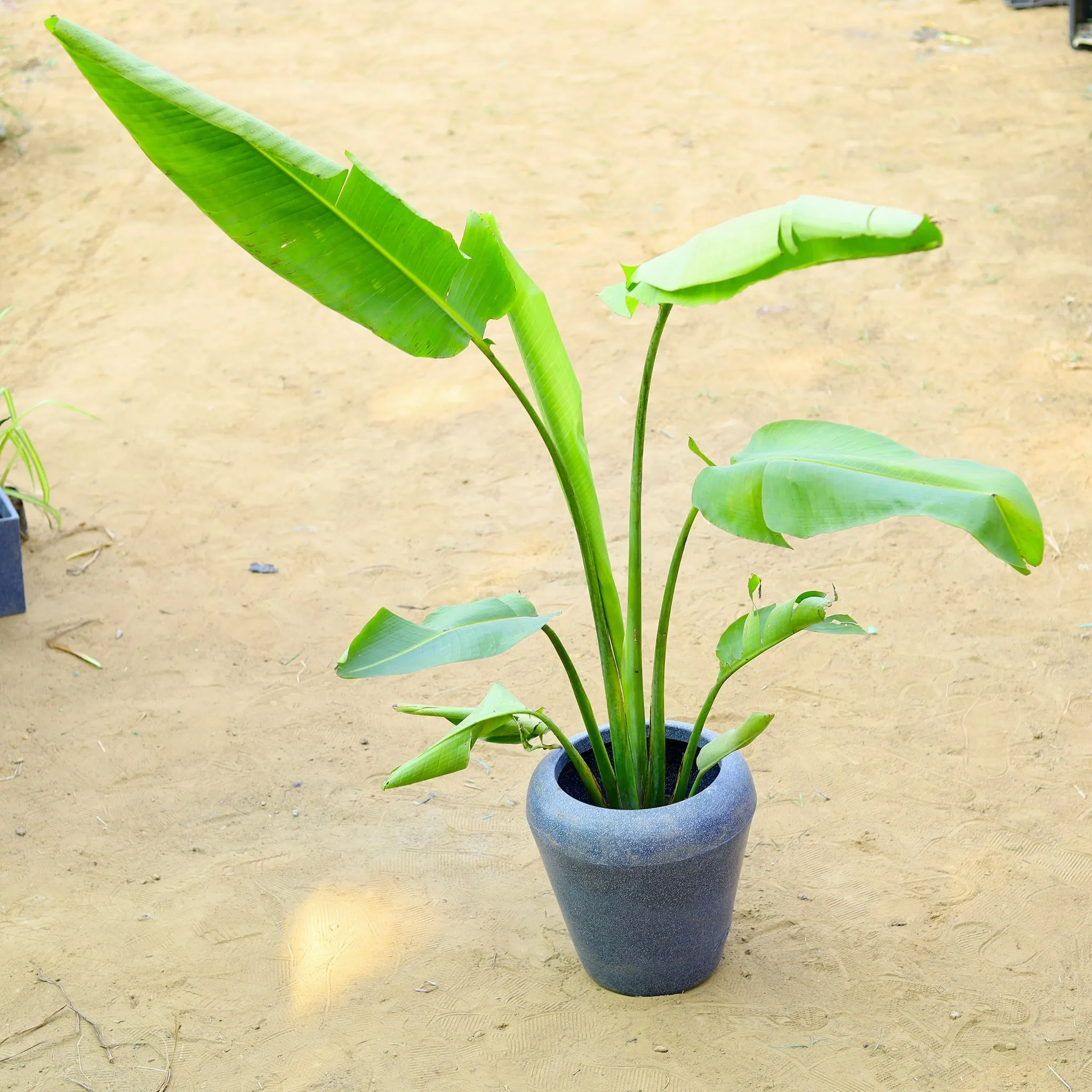 Traveller Palm (~ 4 Ft) in 13 X 14 Inch Grey Premium Milo Fiberglass Planter