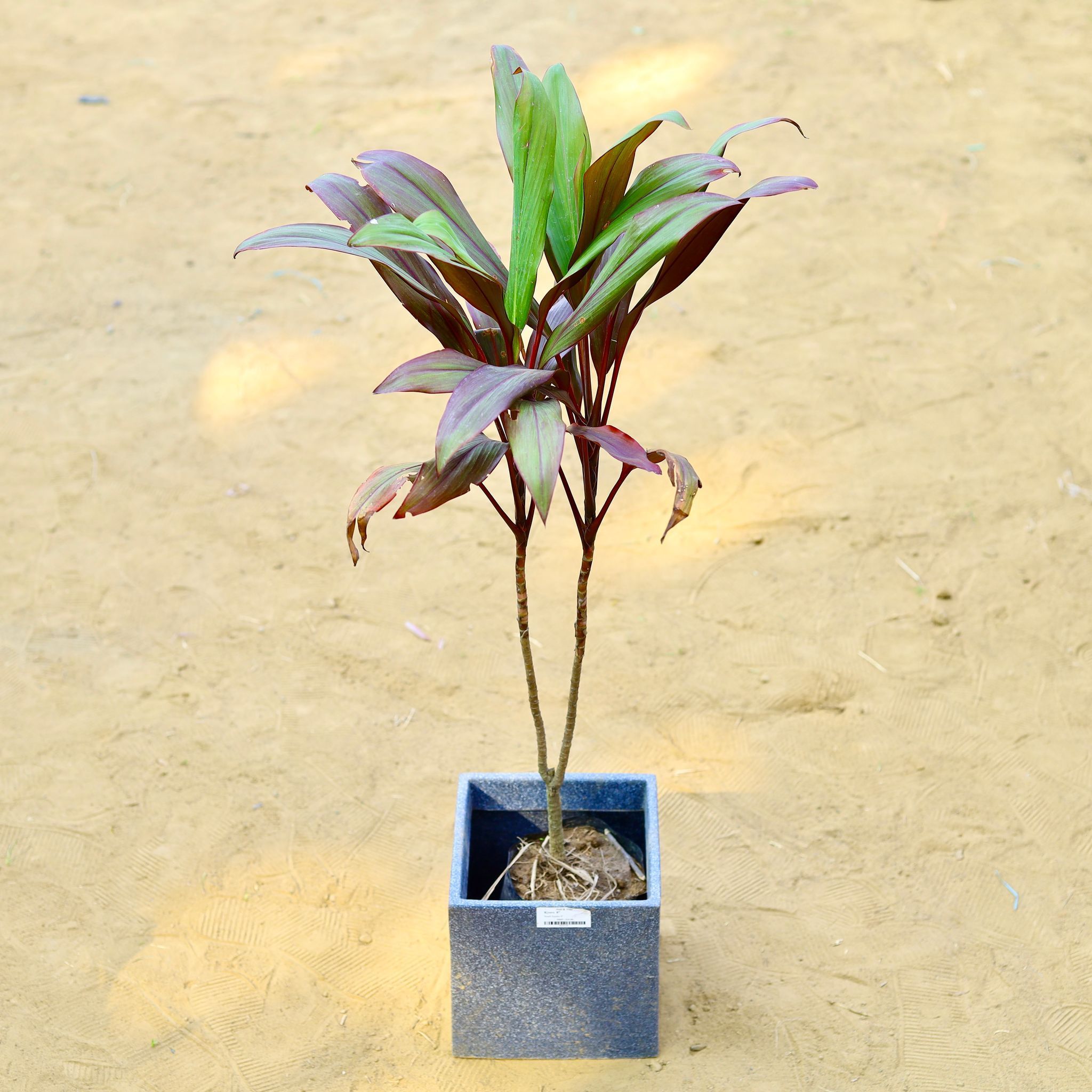Dracaena Cordyline Red (~ 2 Ft) in 8 X 8 Inch Grey Premium Kyvos Fiberglass Planter
