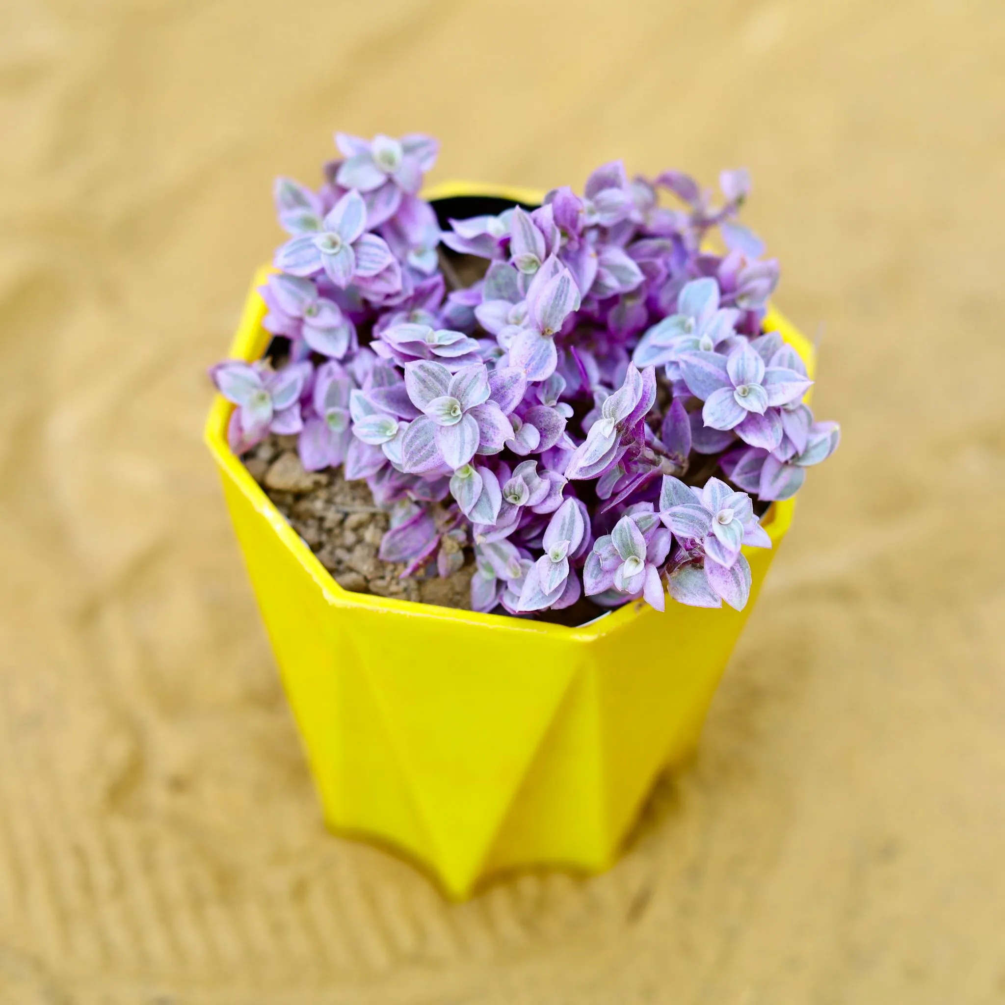 Lady Pink Succuelnt in 4 Inch Yellow Premium Diamanti Plastic Pot