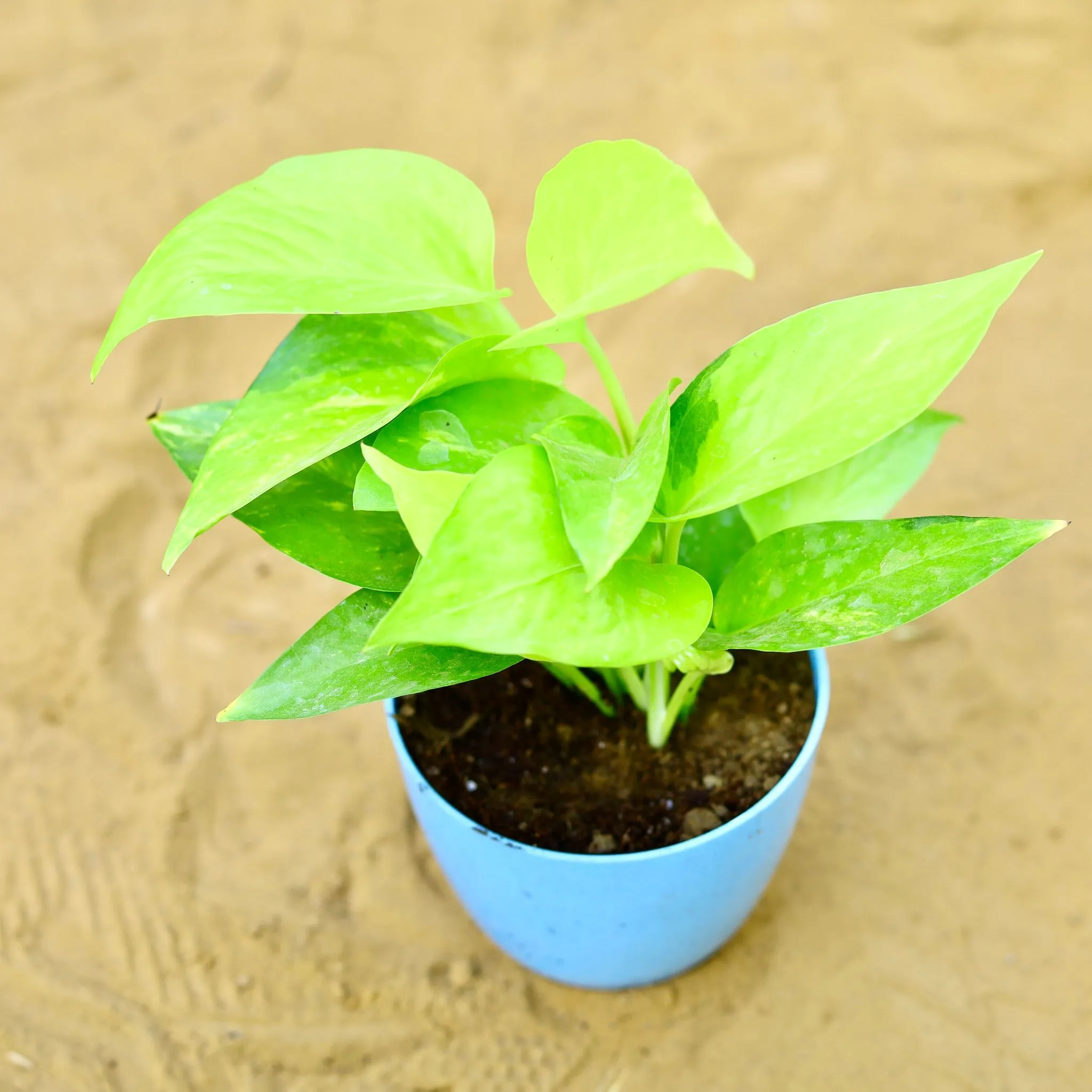 Money Plant Golden in 4 Inch Blue Premium Orchid Round Plastic Pot