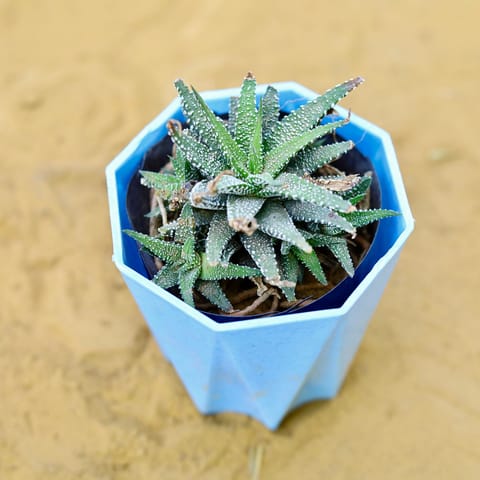 Haworthia Zebrina Succulent in 4 Inch Blue Premium Diamanti Plastic Pot