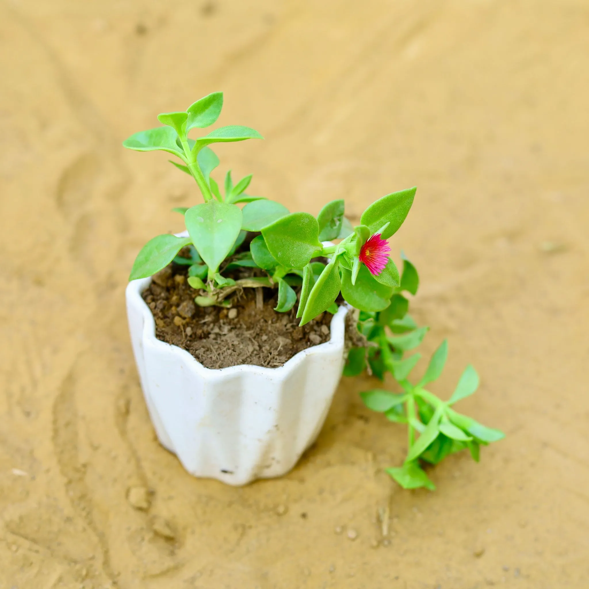 Baby sun rose (any colour) in 4 Inch Vibrant White Ripple Designer Ceramic Pot