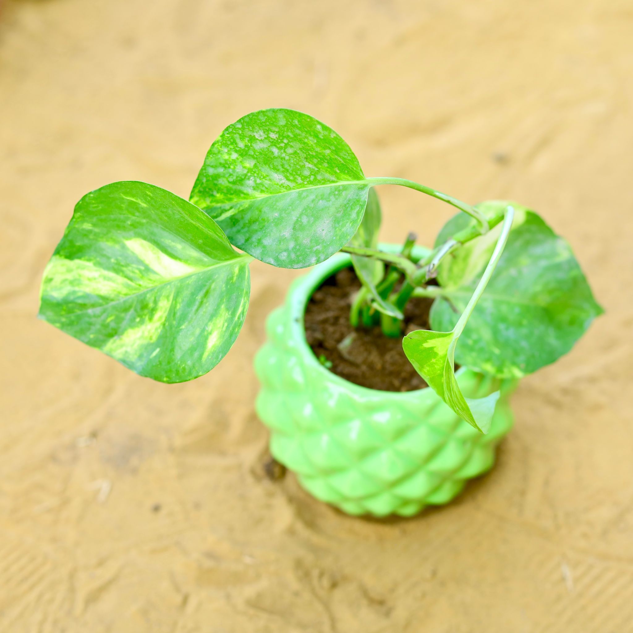 Money Plant Green in 4 Inch Classy Green Pineapple Textured Ceramic Pot