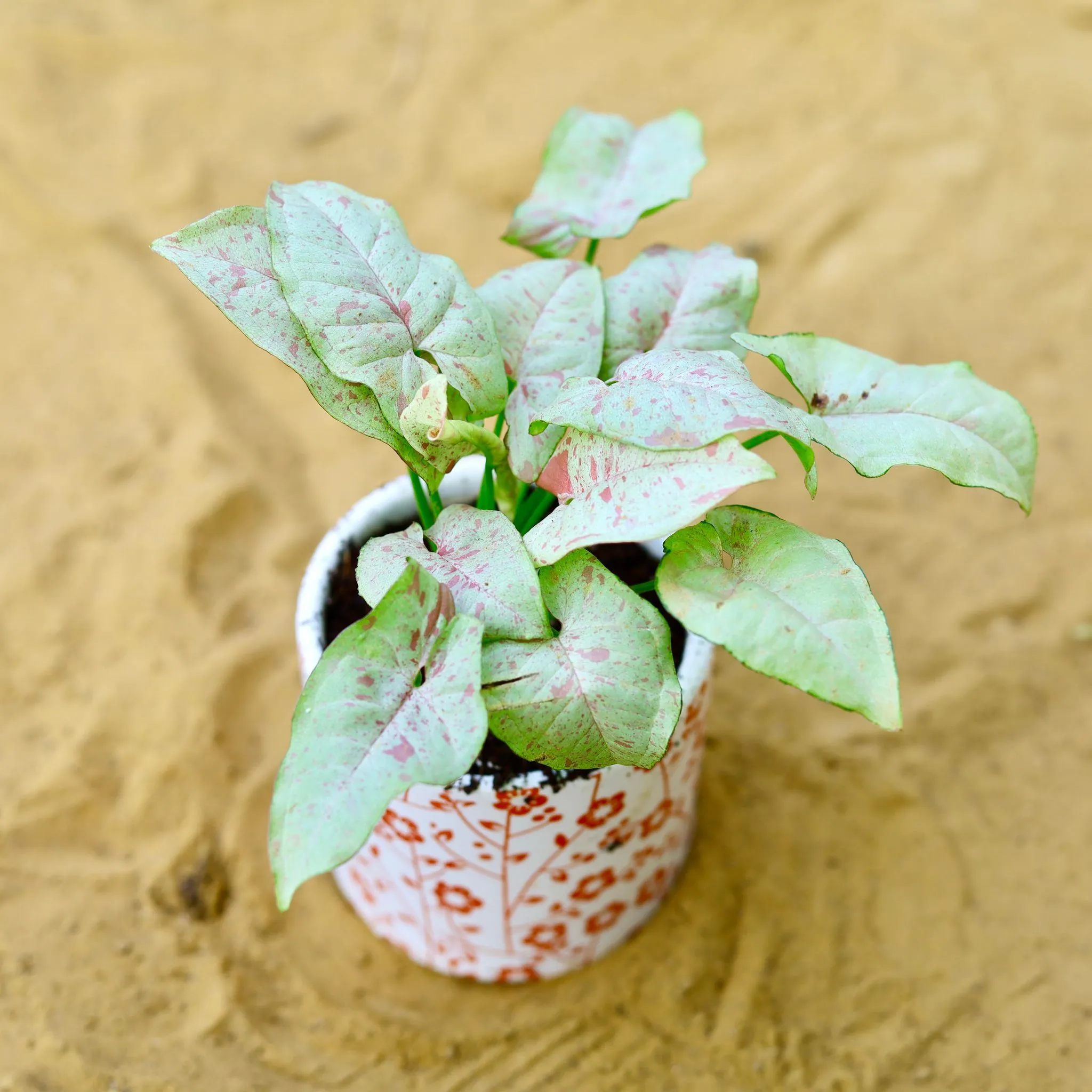 Rare Syngonium Pink Spot / Candyfloss in 4 Inch White Handcrafted Red Floral Designer Cylindrical Ceramic Pot