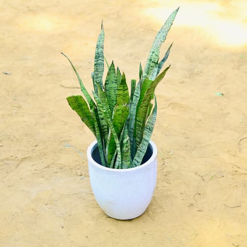 Snake Green (~ 1 Ft) in 10 X 10 Inch Live Plant White Premium Convessa Fiberglass Planter