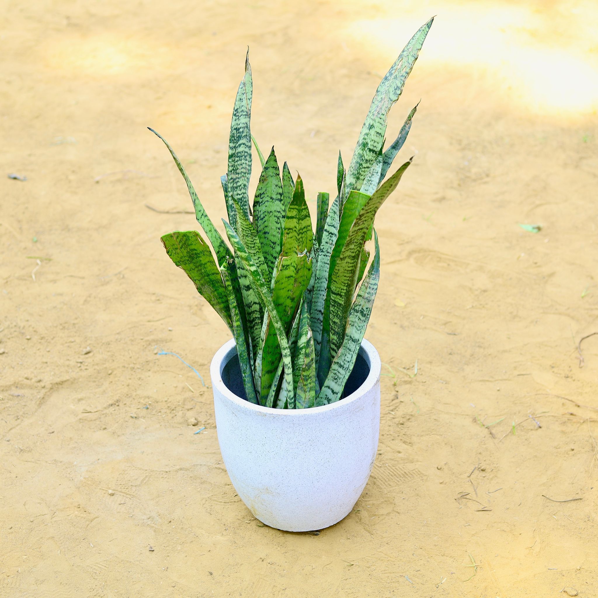 Snake Green (~ 1 Ft) in 10 X 10 Inch White Premium Convessa Fiberglass Planter