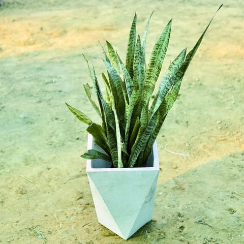 Snake Green (~ 1 Ft) in 8 X 12 Inch Live Plant White Premium Fantasia Fiberglass Planter