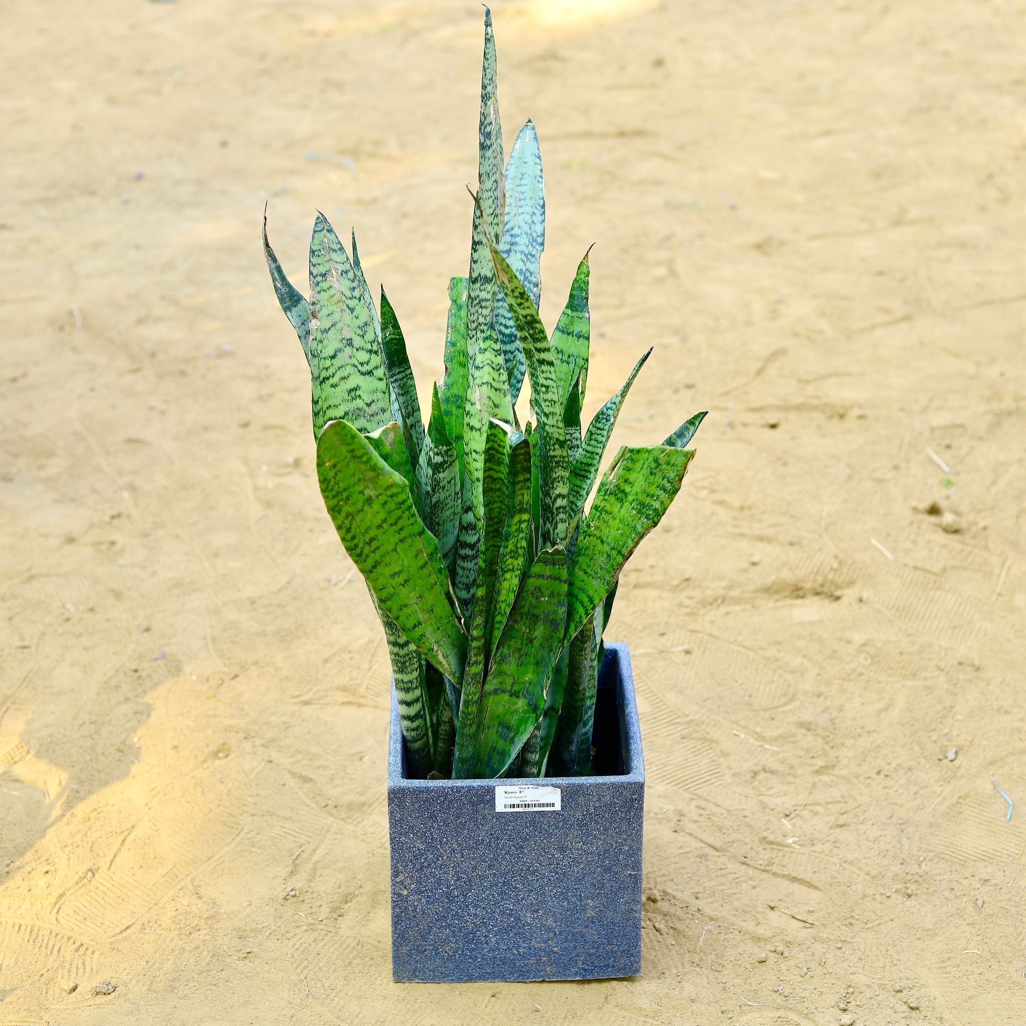 Snake Green (~ 1 Ft) in 8 X 8 Inch Grey Premium Kyvos Fiberglass Planter
