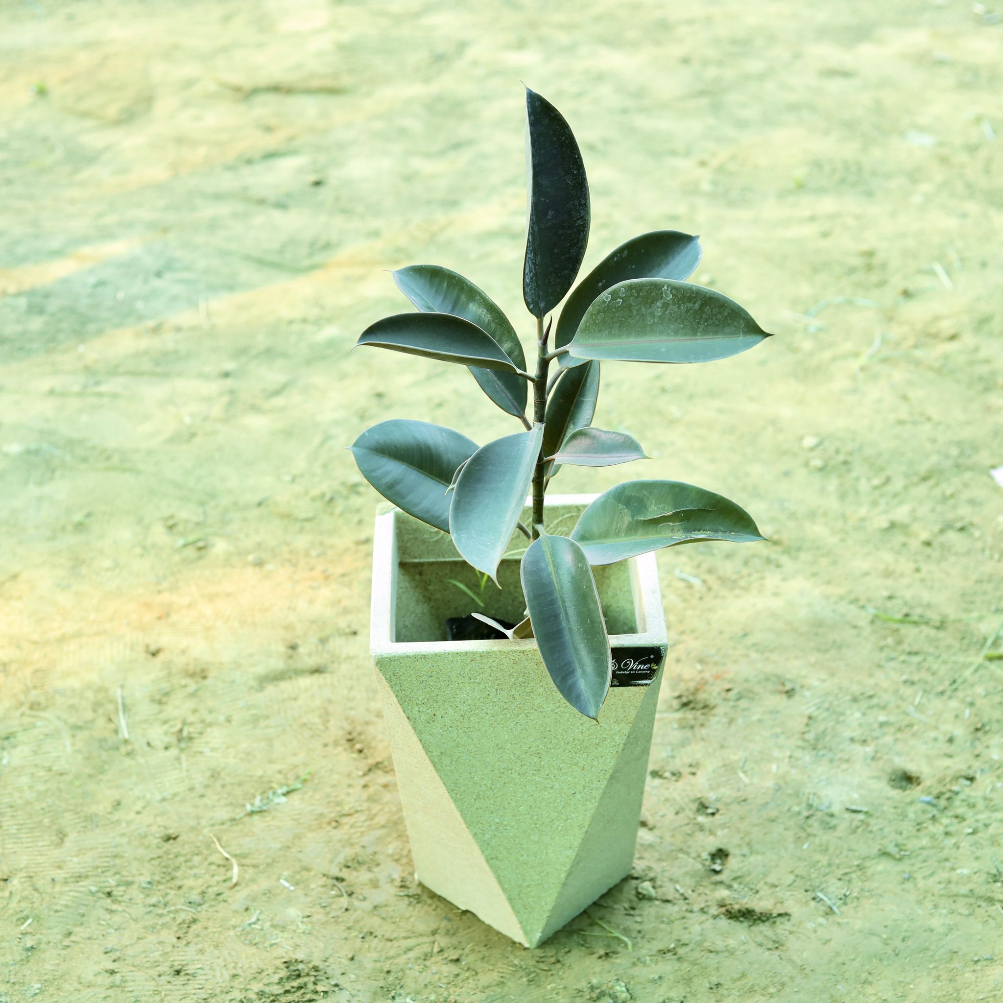 Rubber Black (~ 1.5 Ft) in 8 X 12 Inch Sandstone Premium Fantasia Fiberglass Planter