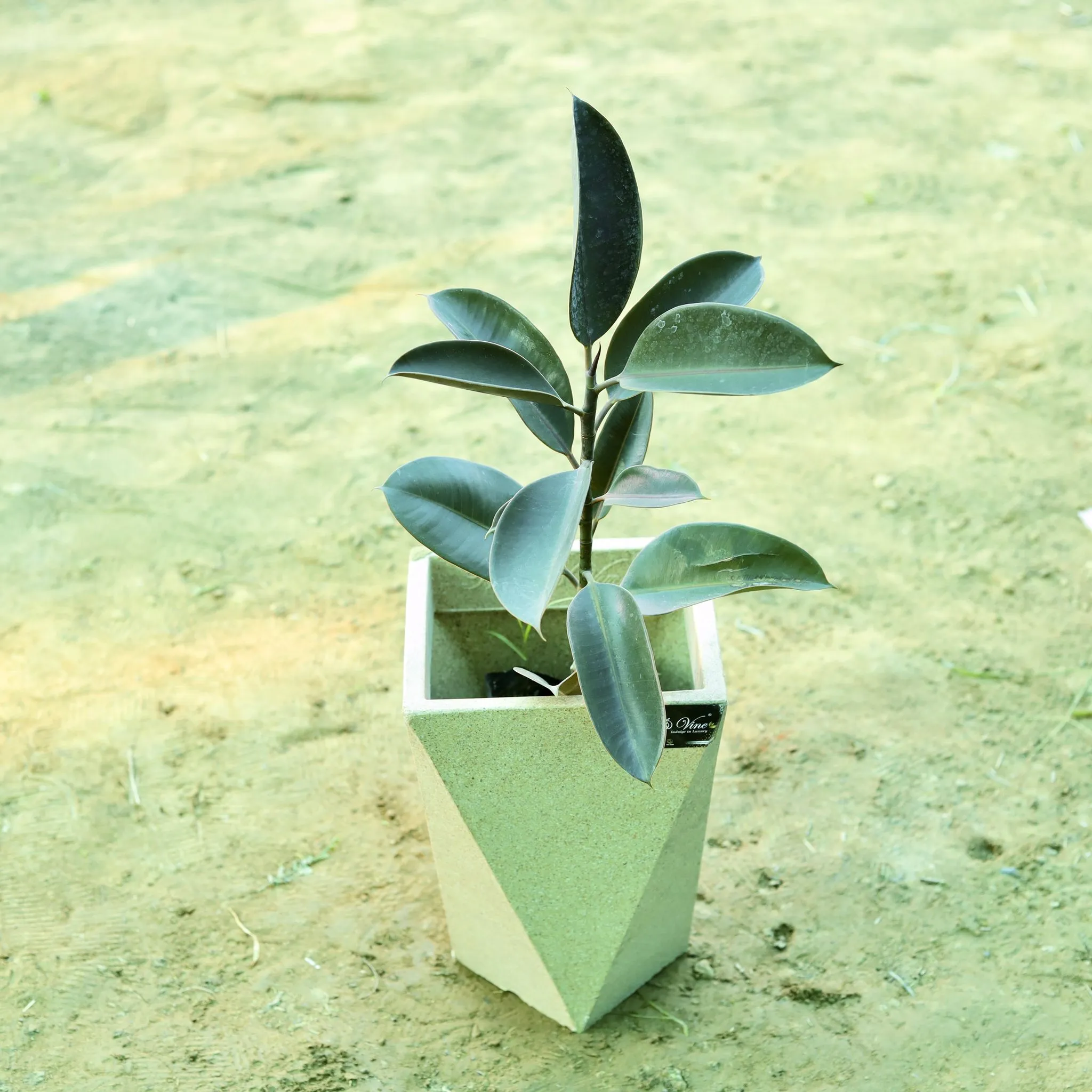 Rubber Black (~ 1.5 Ft) in 8 X 12 Inch Sandstone Premium Fantasia Fiberglass Planter