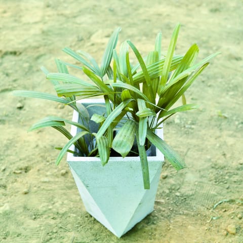 Raphis / Rhaphis Palm in 8 X 12 Inch White Premium Fantasia Fiberglass Planter