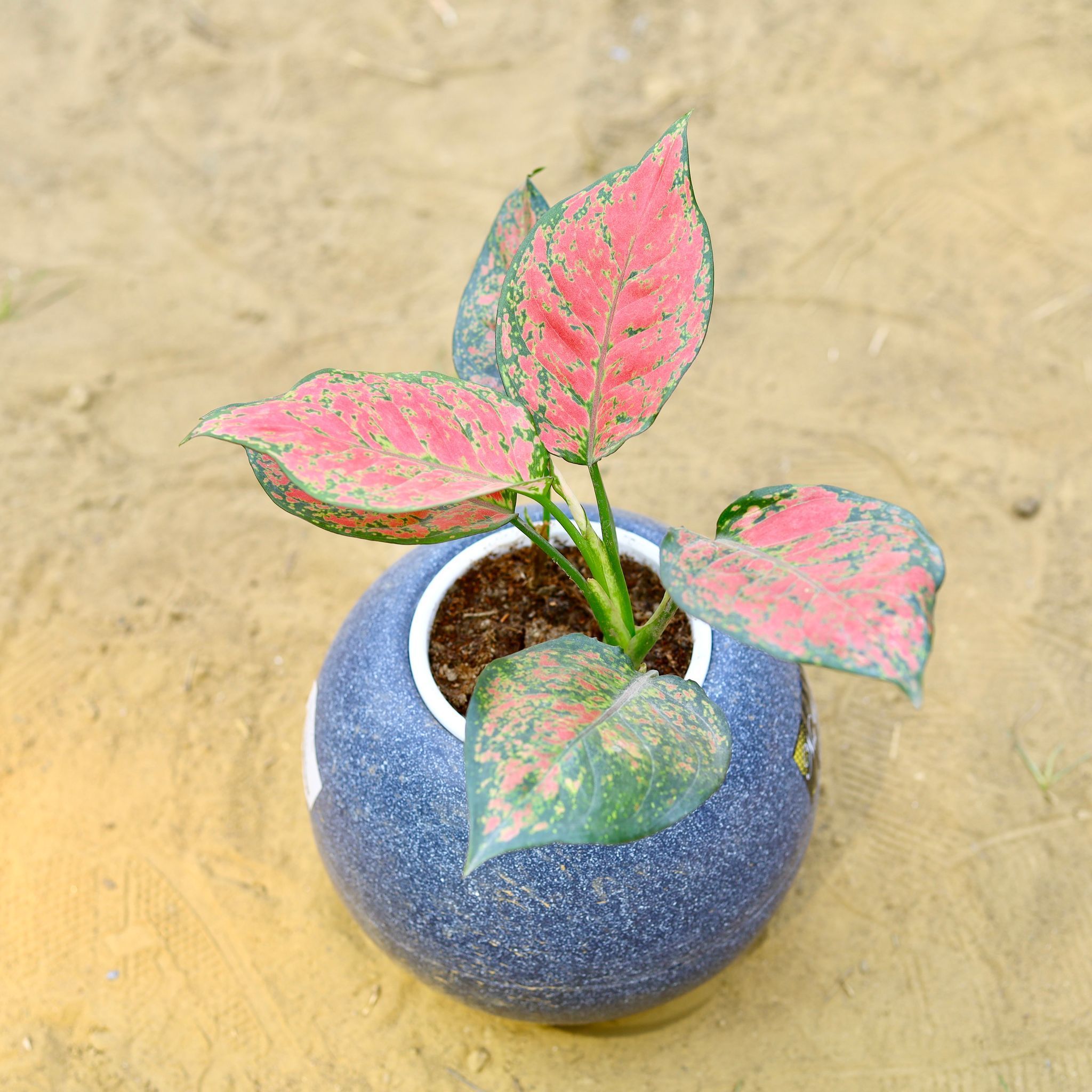 Aglaonema Red Ruby in 9 Inch Grey Premium llios Fiberglass Planter