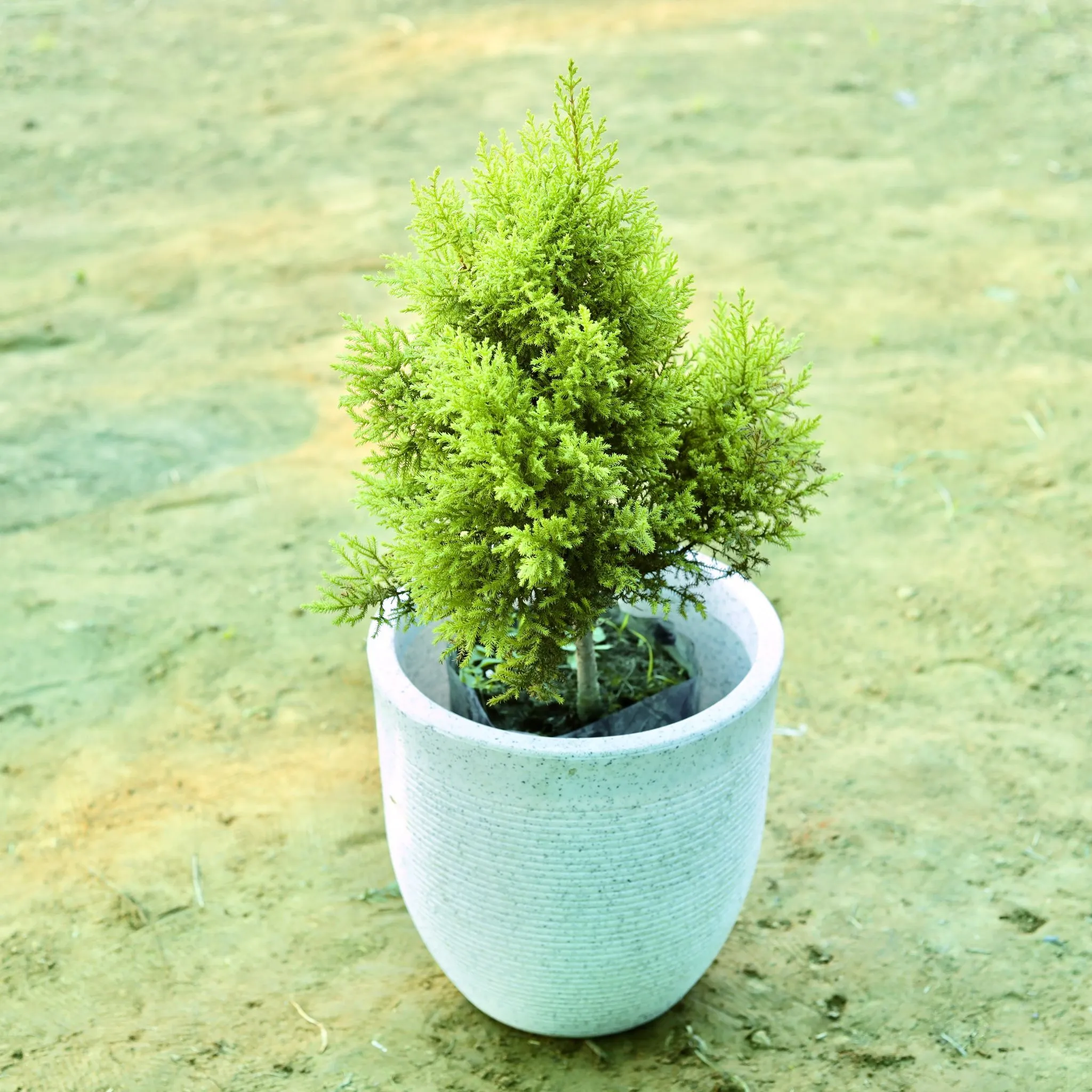 Cypress (~ 2 Ft) in 12 X 12 Inch White Premium Orbis Fiberglass Planter