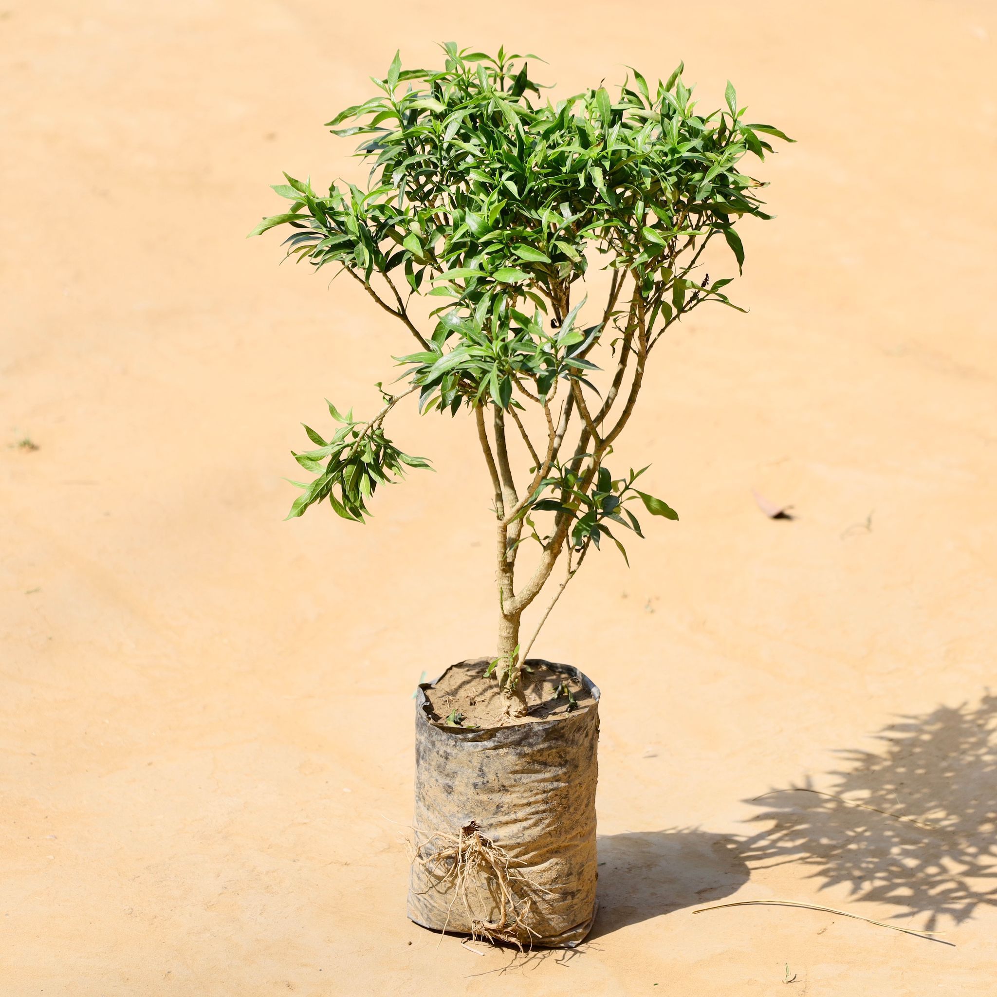 Chandni Dwarf (~ 1 Ft) in 5 Inch Nursery Bag