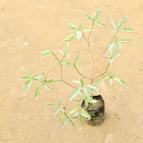 Chandni Variegated (~ 2 Ft) in 5 Inch Live Plant Nursery Bag