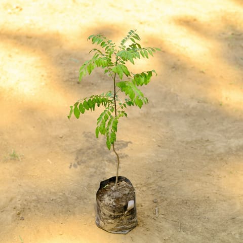 Curry Patta (~ 1-2 Ft) in 5 inch Nursery Bag