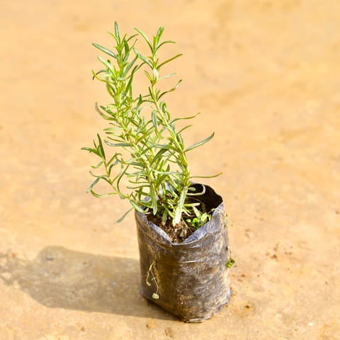 Rosemary in 4 Inch Nursery Bag