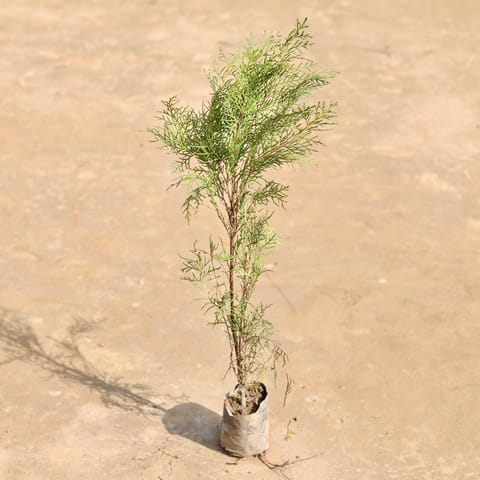 Morpankhi Desi (~ 2 Ft) in 3 Inch Nursery Bag